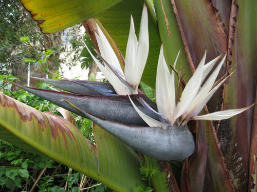 Flowering Shrubs and Vines Bird of Paradise White Flower